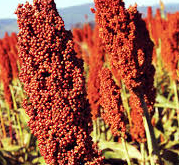 SORGO